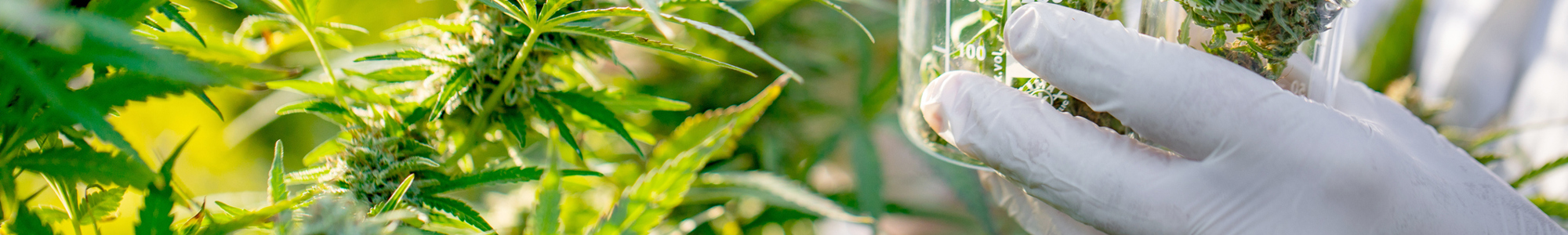 Istock 1050807206 Cannabis Medium